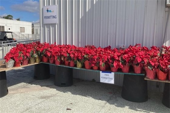 free poinsettias